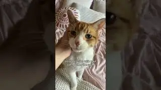 free therapy fr |Cheeto #cats #cat