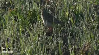 La Calandria es un ave imitadora de otros cantos