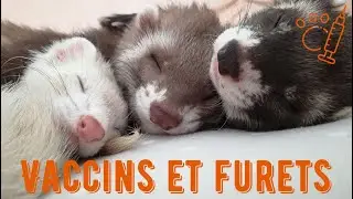 Vaccins et furets - Les Furets Malins