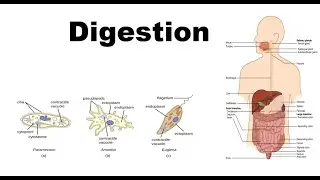 Digestion | complete human digestion in 15 mins | types of digestion