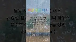 [텃밭월동](겨울용)시금치 #shorts #시금치 #월동 #월동시금치 #시금치월동 #노지월동 #겨울시금치 #겨울채소