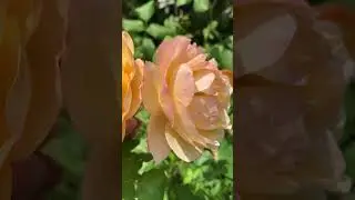 Roald Dahl Rose