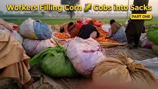 Workers Filling Corn 🌽 Cobs into Sacks | Corn Harvest Process &ndash; Part 1