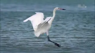 Как грациозно охотится на кефаль голубоногая цапля (Egretta rufescens) из семейства Ardeidae ?