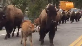Bison Jam in Yellowstone National Park