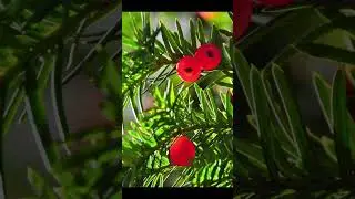 7 PLANTAS M&Aacute;S ☠️PELIGROSAS🌿⚘️(Ranking Letal)🌺⚠️Flora Mortal!