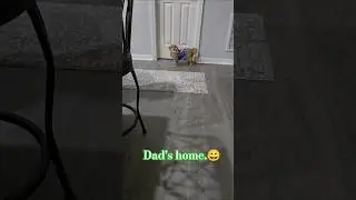 When my dad came home.😊 #dog #cute #puppy #chihuahua