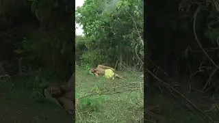 This Beast Appears At Noon To Hunt The Villagers #shorts #shortvideo #movie #drama