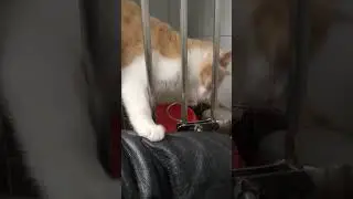 Цветочек и Амандочка #cat #котофейка #avengers #красиваякошка #красиваякошка #котик #видосыоткота