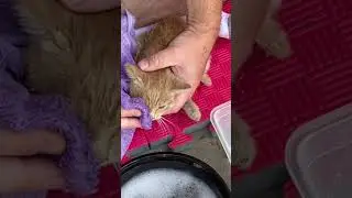 Rescuing a blind kitten