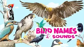 Birds Name and Sounds | Learn Bird Names in English | Video for Kids