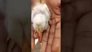 Little Angel 🐣💖 #cute #adorable #baby #shorts #video #beautiful #love #birds #live #status