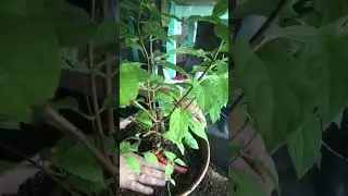 Приобретение новых сортов 🪴мет.гортензии🌸в мою коллекцию!👏🏻👏🏻👏🏻перевалка