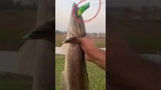 maral machli ko kaise pakde,maral machli ka shikar