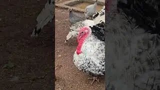 Ornamental Birds  - Turkeys Bird #chicken #poultry #chickenfarming #turkeys #farmer #village #kuku