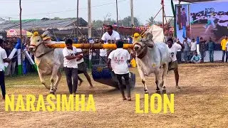 GUDIVADA SENIORS 2nd PLACE WINNERS RK BULLS NARASIMHA and LION, DISTANCE COVERED 2403ft in 25 MINS