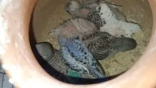 Bajrigar Bird Breeding progress my farm#shots