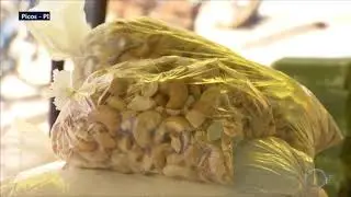 Picos: Quilo da castanha de caju custa até 60 reais