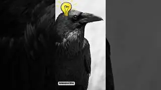 How Smart are Crows? #shorts #crow