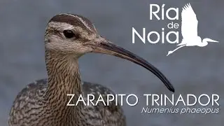 Zarapito trinador. Mazarico chiador. Numenius phaeopus. R&iacute;a de Noia.