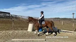 OTTB Training Diaries: Introducing the Mini Half Halt to Oscar (Go Green) (S2 E10)
