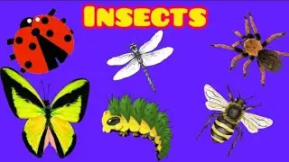 insects name | learn insects for kids | insects / bugs vocabulary in English