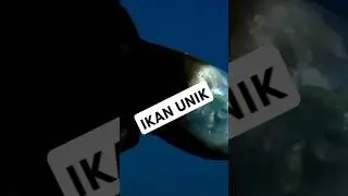 #ikan #ikanunik #ikananeh#ikanlangka #hewananeh