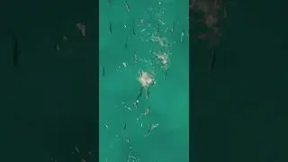 100 fish vs 1 lure #fishing #fish #roosterfish #cabosurfcaster #surffishing #outdoors #wesleybrough