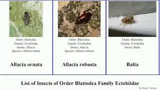 List of Insects of Order Blattodea Family Ectobiidae balta allacta alba robusta bruna ornata Whole