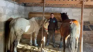 Cai lui adi 🐴
