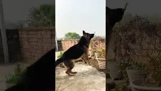 German shepherd double coat || Pure German shepherd || #germanshepherd #gsd #shorts #bihar #life