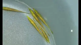 鉛筆小精靈 Acestridium dichromum