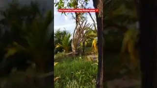 Feathertop Rhodes grass 🌾🦗#shorts #short #ytshort #chlorisvirgata #nature #flowers #viralvideo