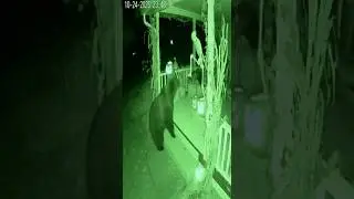 Bear vs. Skeleton?! The GREATEST Halloween Prank EVER Caught on Night Cam!