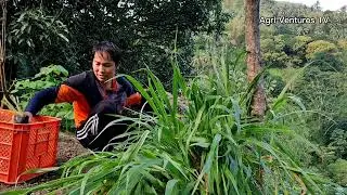 Mulato Ⅱ Grass for sale
