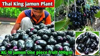 Thai King jamun Plant || Kg 10 jamun One pice fruit 100gm farming in india 