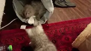 Kittens like playing garbage bin #cat #garbage