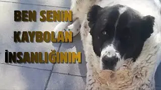 Oysaki Tek Derdi Isınmaktı Metro Mezarı Oldu#hayvanaşiddet#dog #k&ouml;pek #ece&uuml;ner #maxefesde