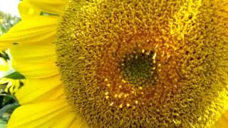 Close up of a sunflower