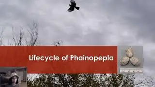 Native Nevada Nature Episode 16: Phainopepla