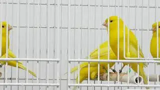 ♂ Maschi intensi scelti come riproduttori