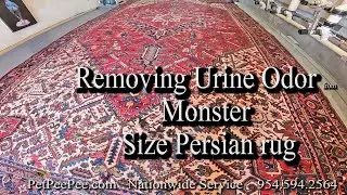 Removing Urine Odor from A Monster Size Oriental rug