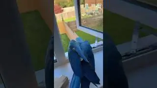 Another morning, another window fly&hellip; #macaws #freeflight