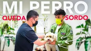 MI PERRO PIERDE EL OIDO, VAMOS DE EMERGENCIA AL VETERINARIO!