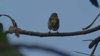 Moustached Tinkerbird   Pogoniulus leucomystax | Uganda Birds