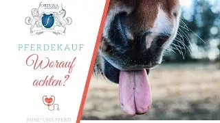 5 Tipps zum Pferdekauf  mit Klaudia Skodnik