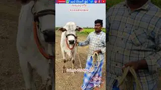 9392498488 పాలపల్ల కోడెలు అమ్మకానికి వున్నాయి,దువ్వూరు టౌన్,కడప జిల్లా