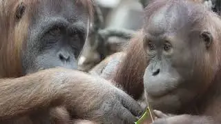 Orang utan video zoo,Zoo Videos Leipzig,close up shot