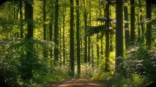 🌳 4K - Relaxing Nature Sounds For Stress Relief, Forest Sounds, Bird Song, No AI