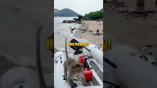 Monkey attack in Thailand #monkey #attack #thailand @Lost_Lauryn